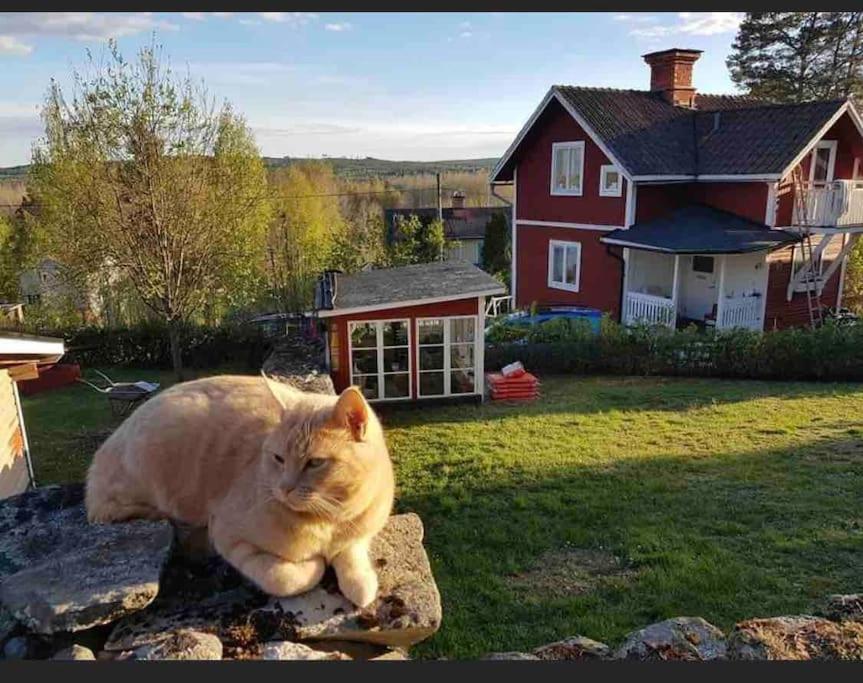 Egen Stuga Och Vedeldad Bastu Linghed Exteriör bild